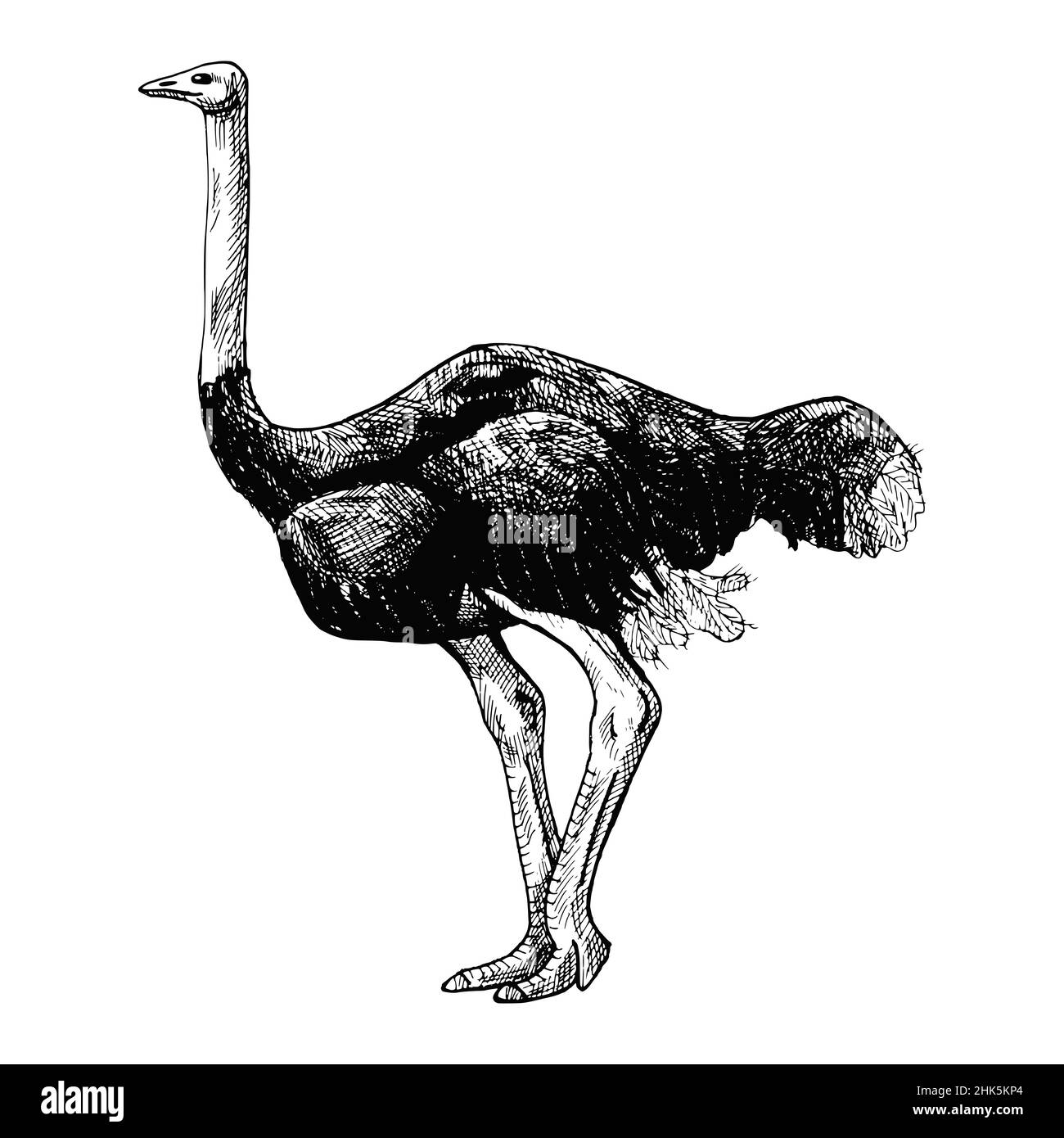 Ostrich isolated on white background. Sketch graphic big bird of savannah in engraving style. Design retro black and white drawing. Vector illustratio Stock Vector