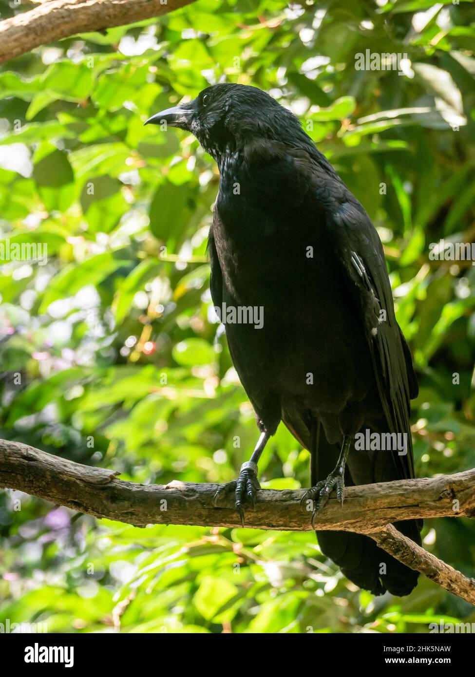 Crow on a branch among the trees with a background of green leaves Stock Photo