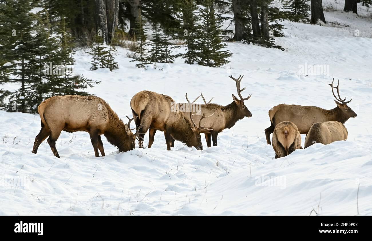 Young Bull Elk (Wapiti), (Cervus canadensis) feeding after first winter snow, Minnewanka loop, Banff National Park, Alberta, Canada Stock Photo
