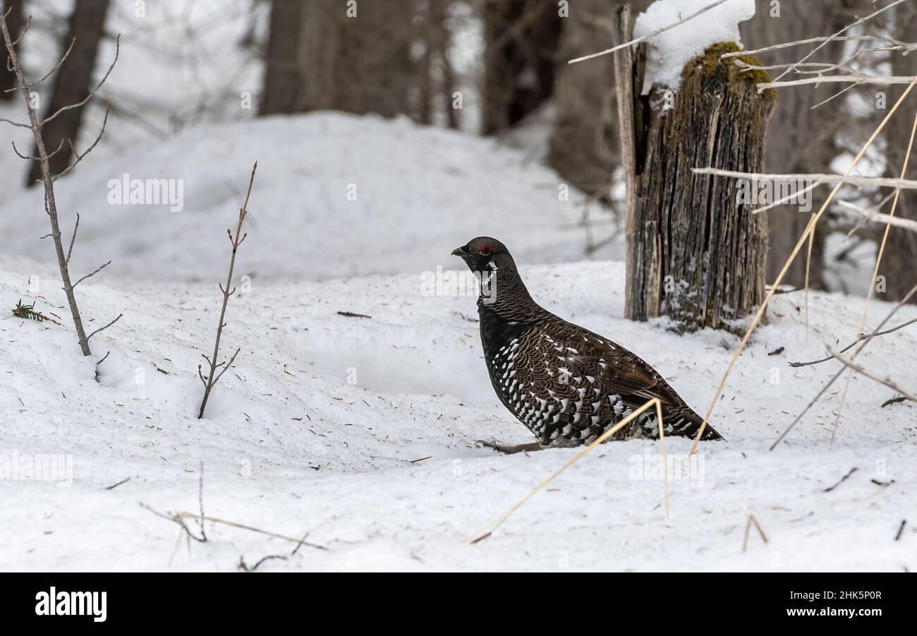 Spruce grouse (Falcipennis canadensis) forraging in snow, Spray Lakes Provincial Park, Kananaskis Country, Alberta, Canada Stock Photo