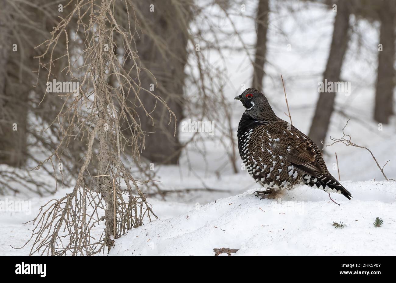 Spruce grouse (Falcipennis canadensis) forraging in snow, Spray Lakes Provincial Park, Kananaskis Country, Alberta, Canada Stock Photo