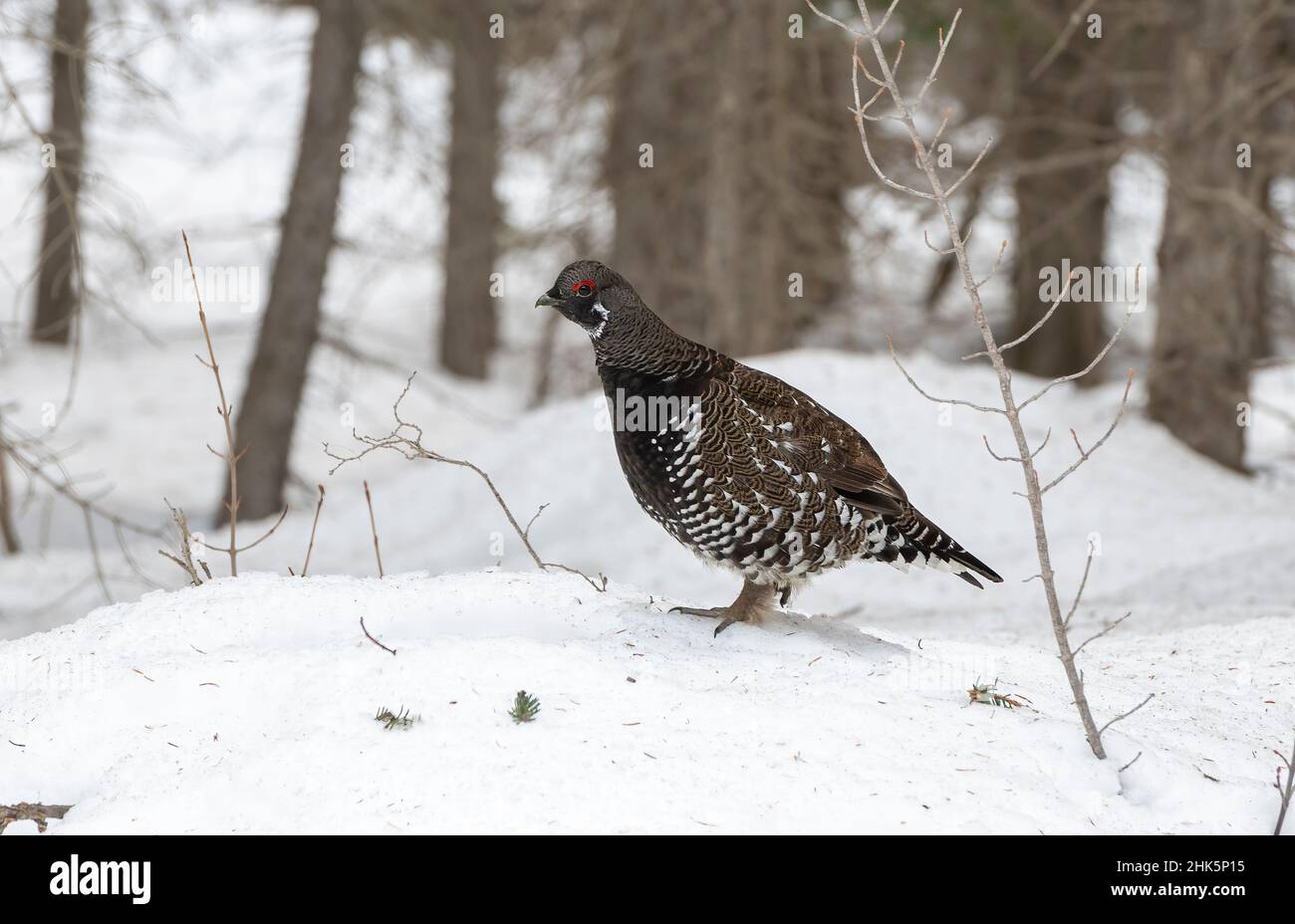 Spruce grouse (Falcipennis canadensis) forraging in snow, Spray Lakes Provincial Park, Kananaskis Country, Alberta, Canada Stock Photo