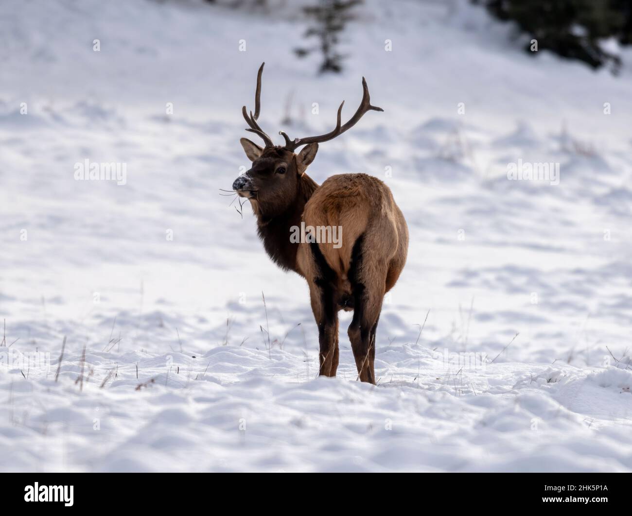 Young Bull Elk (Wapiti), (Cervus canadensis)feeding after first winter snow, Minnewanka loop, Banff National Park, Alberta, Canada Stock Photo