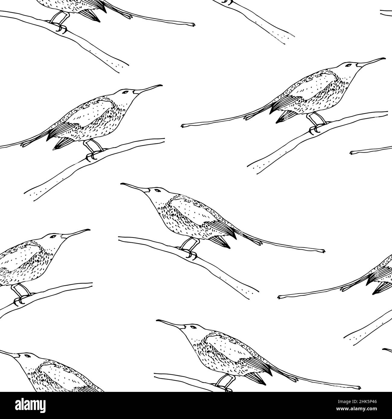 Sunbird vector seamless pattern, bird family Nectariniidae of passerine birds, isolated on white background Stock Vector