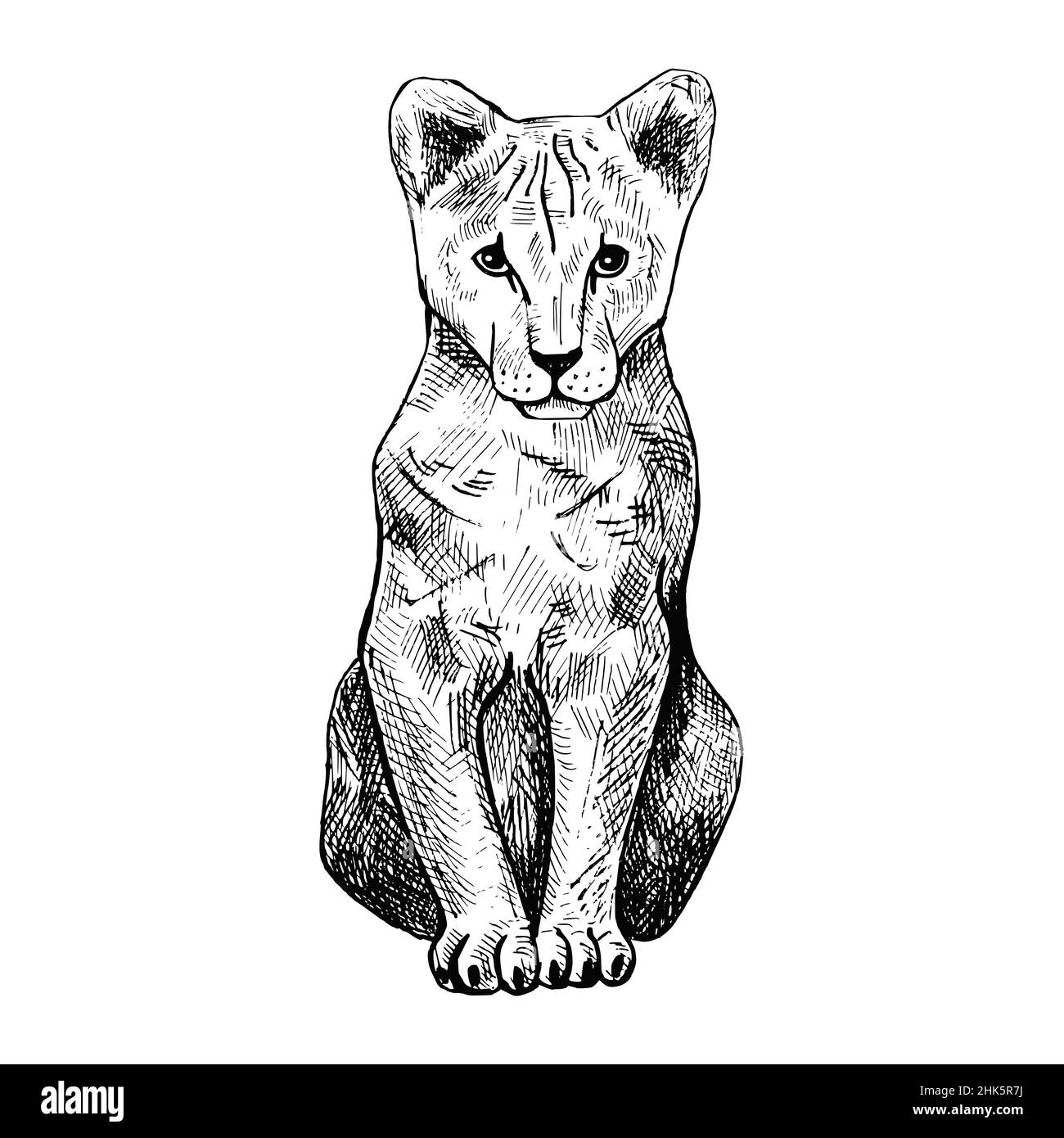 The Lion Cub Isolated On White Background Sketch Graphic Kid Predator the-lion-cub-isolated-on-white-background-sketch-graphic-kid-predator