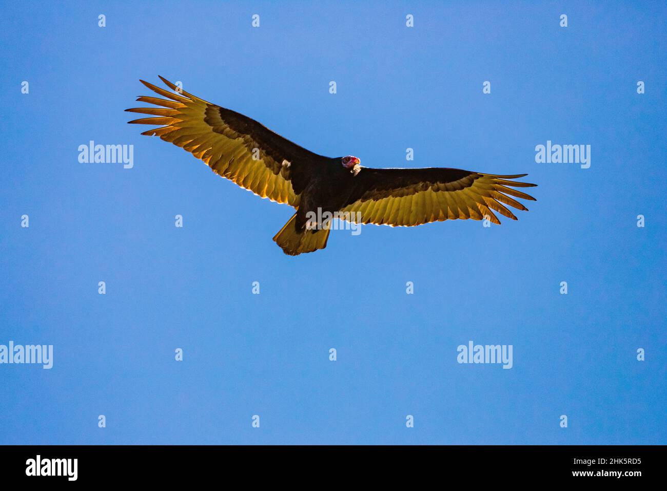 Turkey Vulture (Cathartes aura)  souring against a clear blue sky.  Photographed in Shasta County, California, USA. Stock Photo