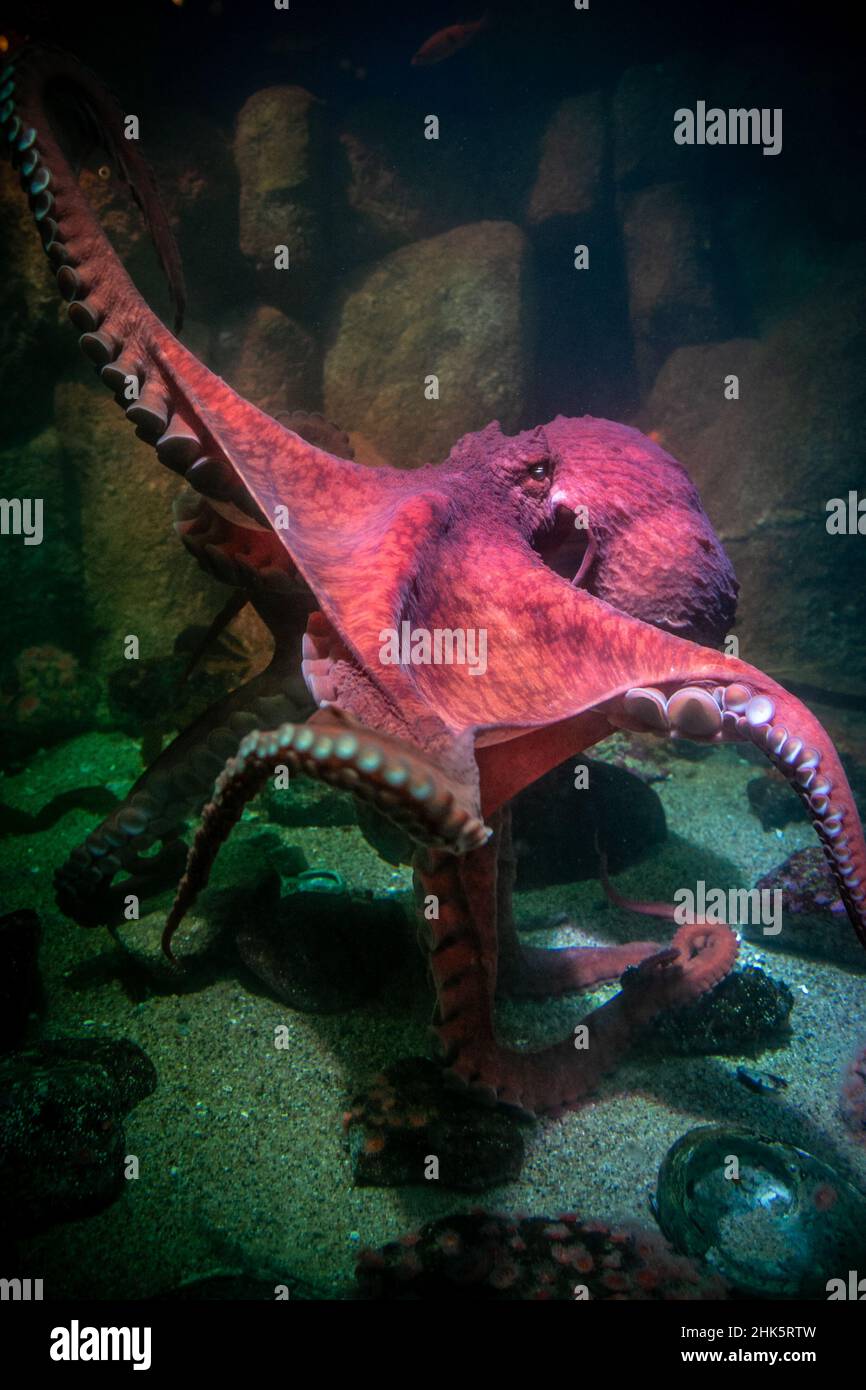A Giant Pacific Octopus spreads its large tentacles Stock Photo - Alamy