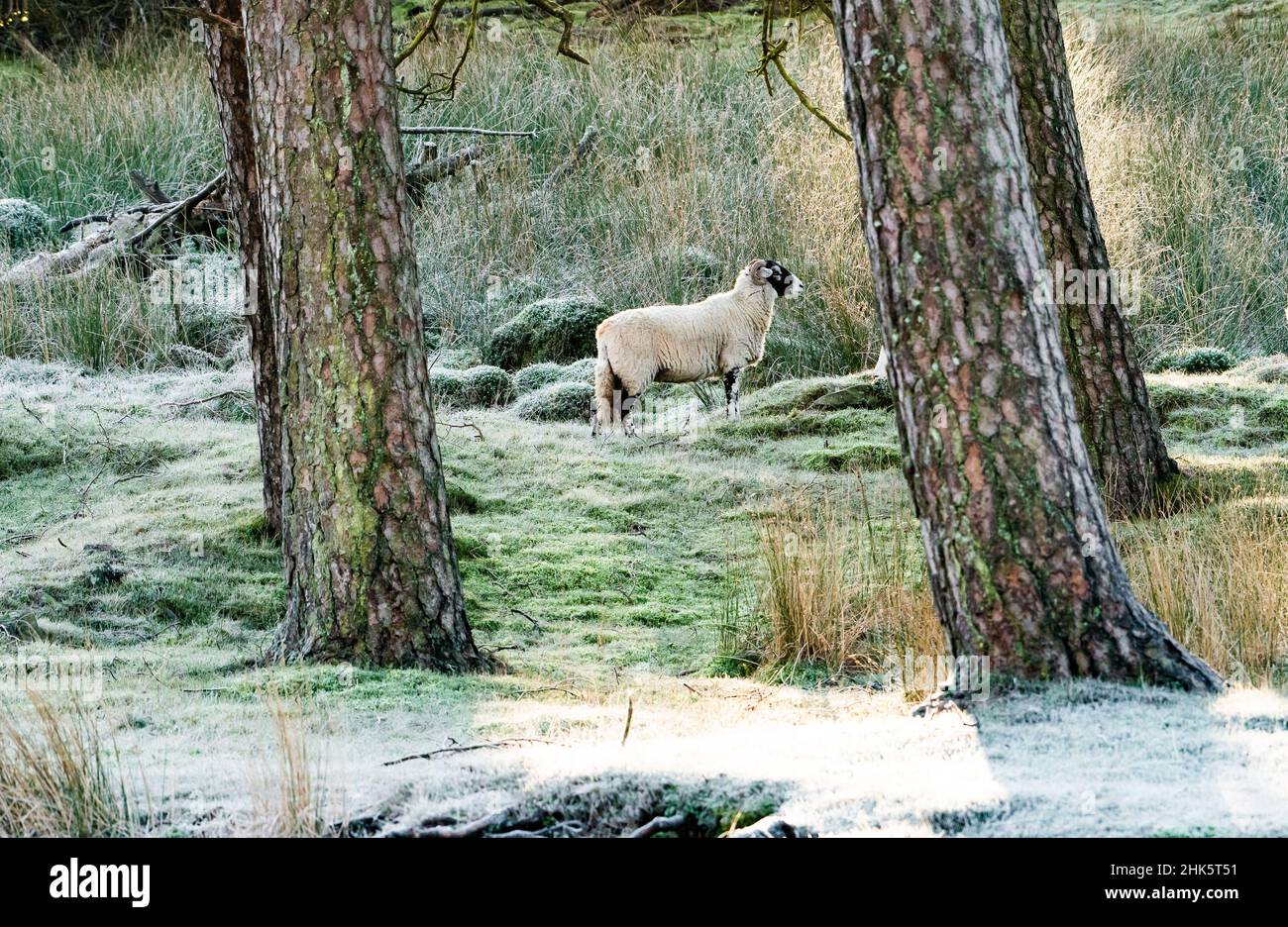 A Swaledale ewe on a frosty morning, Marshaw, Lancaster, Lancashire, UK. Stock Photo