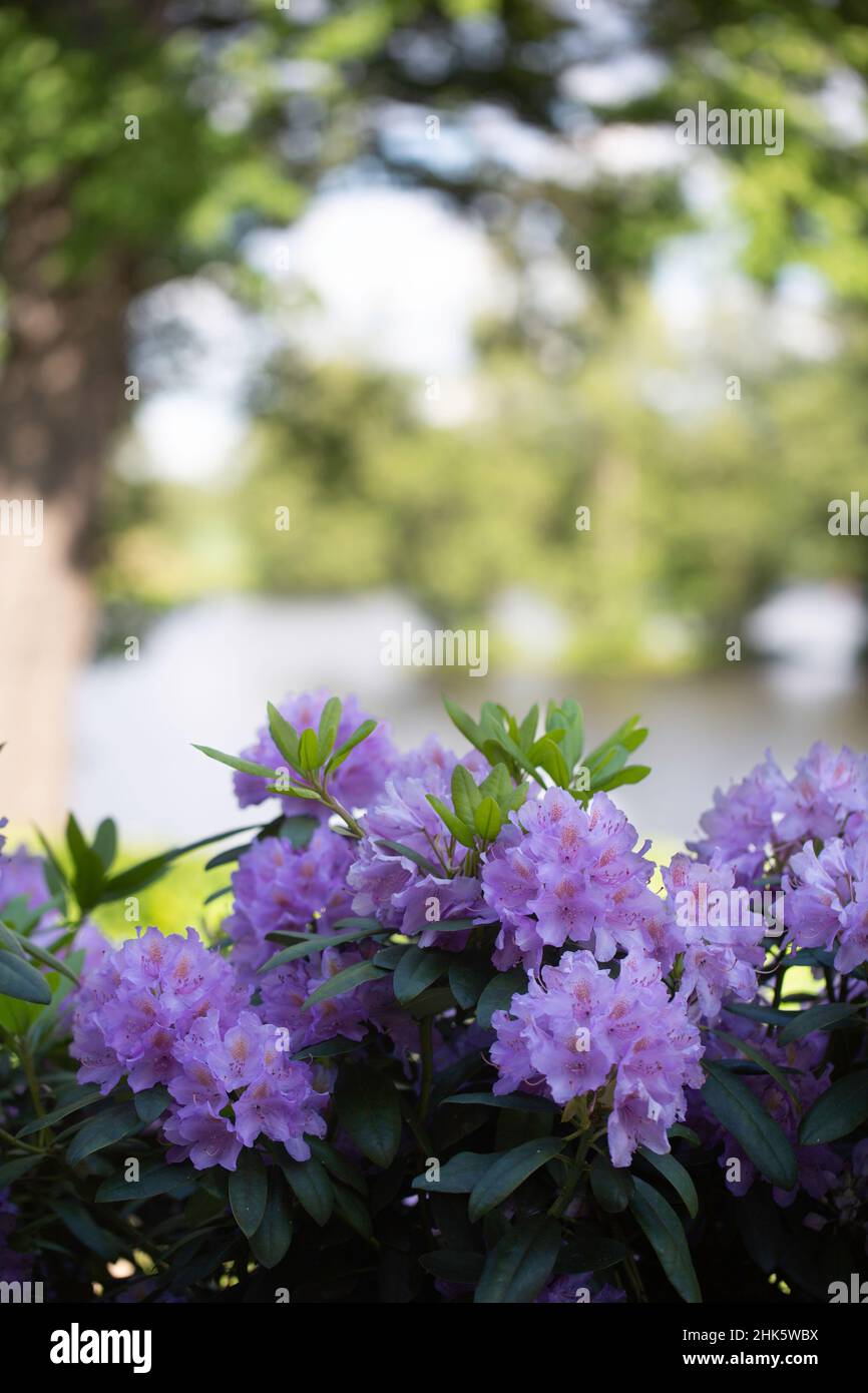 Rhododendron in the foreground and a lake and trees in the background Stock Photo