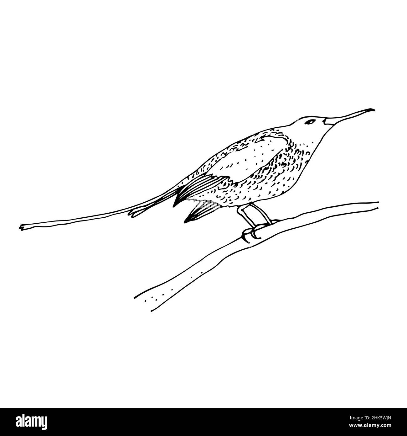 Sunbird vector illustration, bird family Nectariniidae of passerine birds, isolated on white background Stock Vector