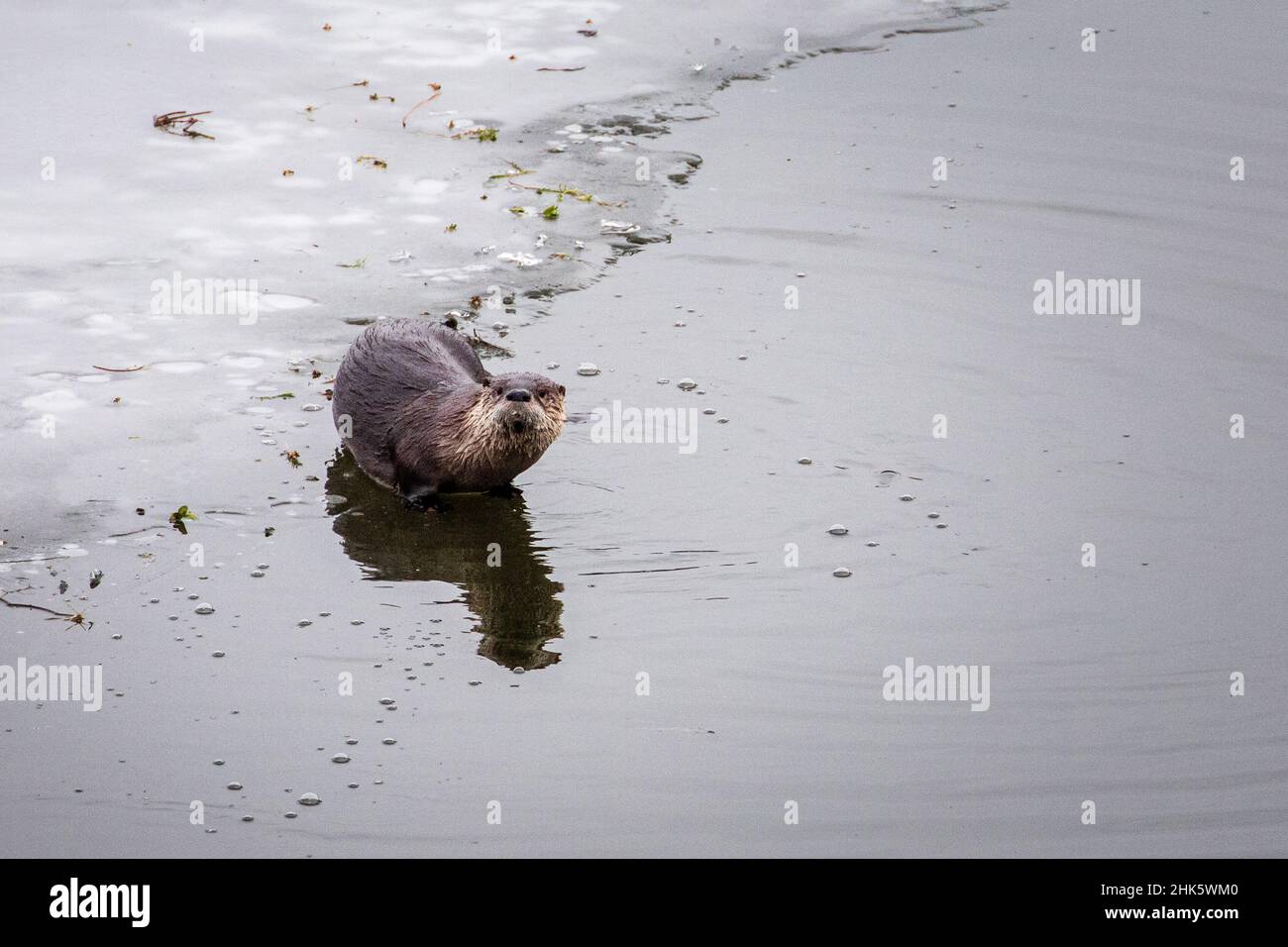 River Otter (Lontra canadensis) near a sheet of ice at Lake Almanor in Plumas County, California, USA. Stock Photo