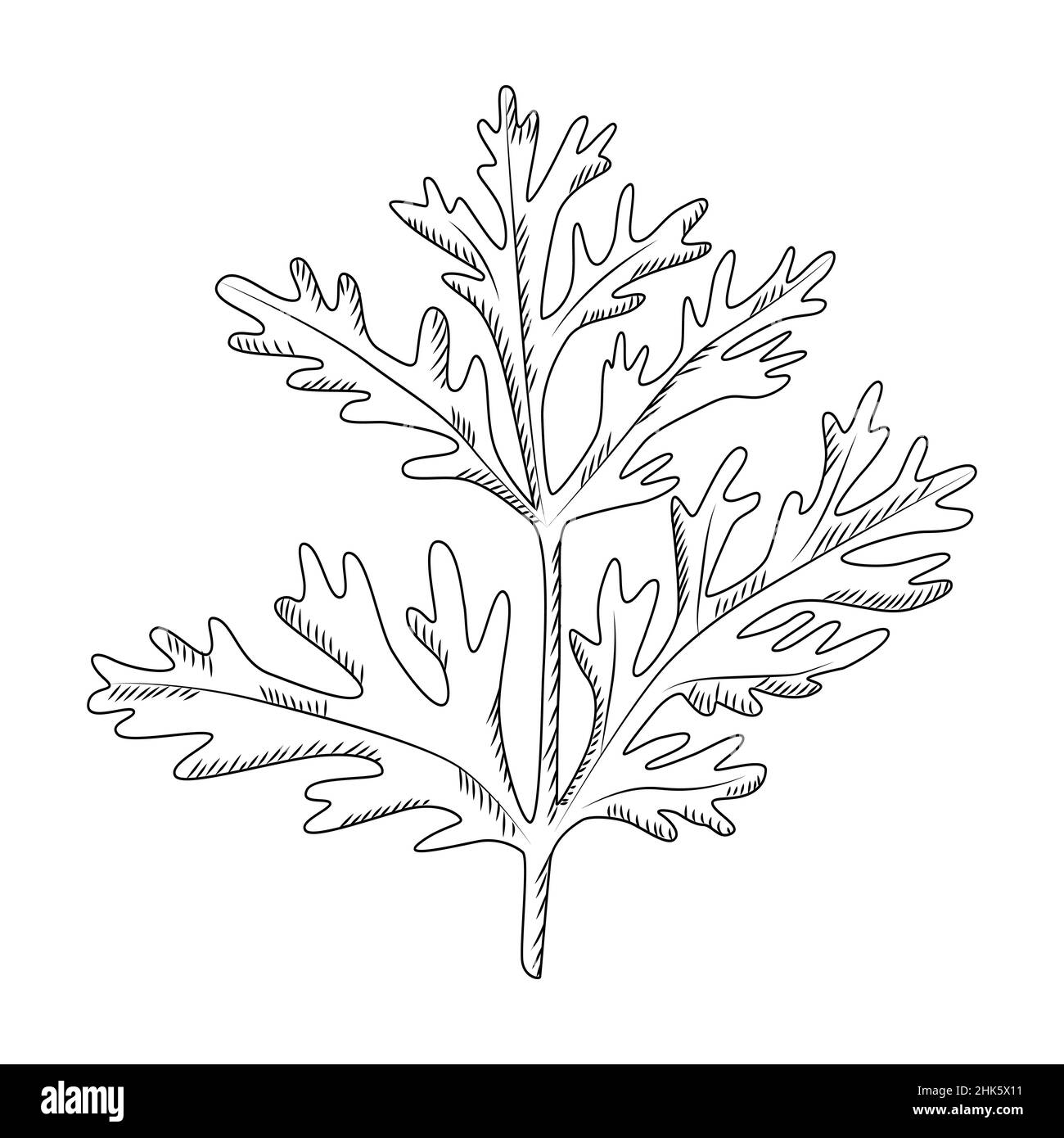 Wormwood isolated on white background. Wild plant in engraved style ...