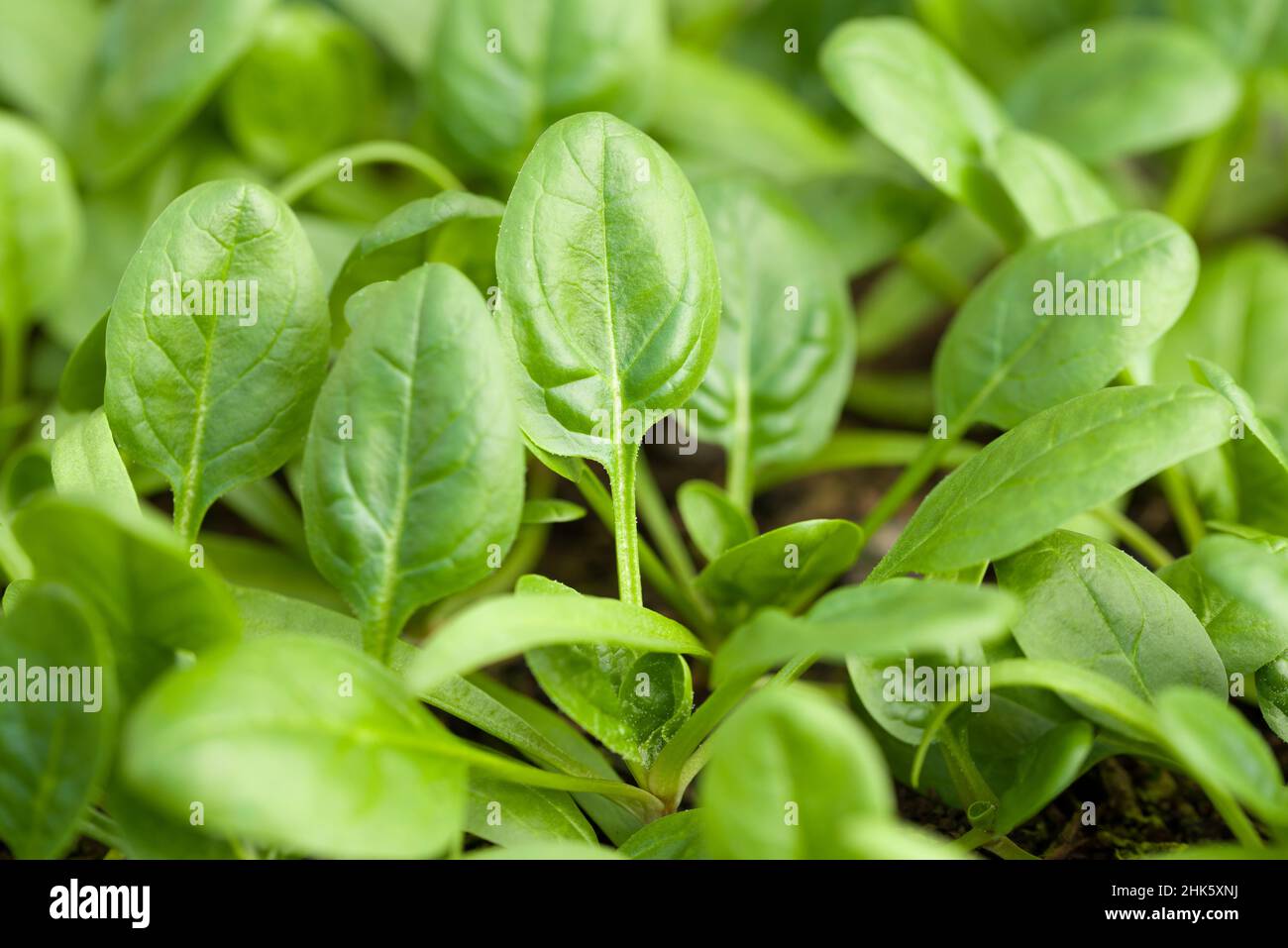 Young spinach (Spinacia oleracea) ‘Apollo’ leaves growing in a seed tray. Stock Photo