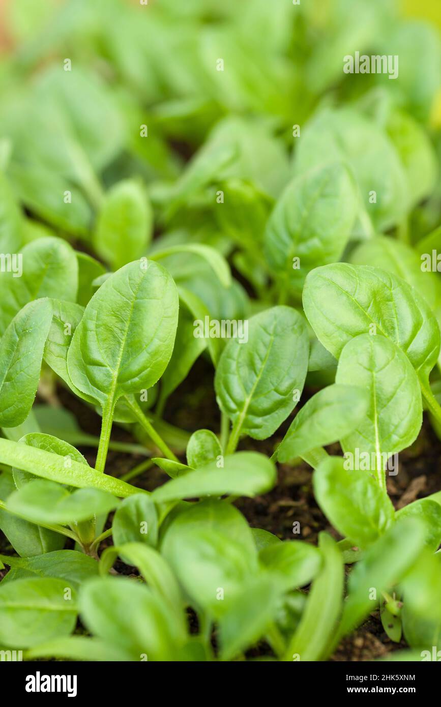 Young spinach (Spinacia oleracea) ‘Apollo’ leaves growing in a seed tray. Stock Photo
