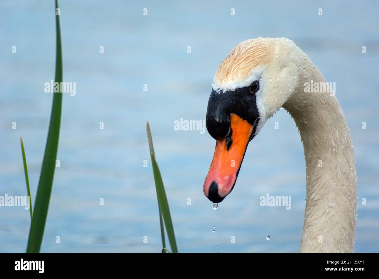 Neck and head of a white mute swan Stock Photo