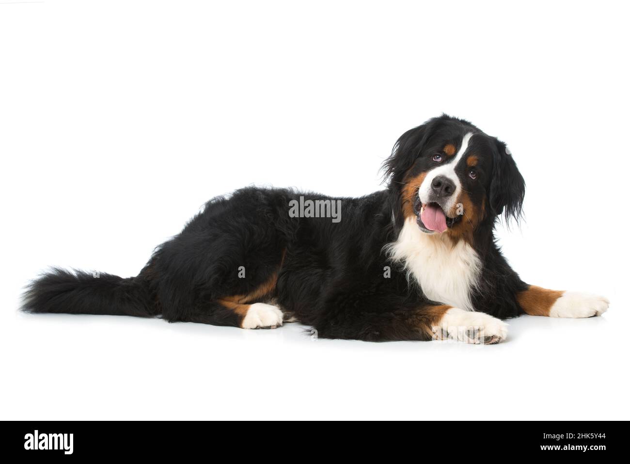 Bernese mountain dog lying isolated on white background Stock Photo - Alamy