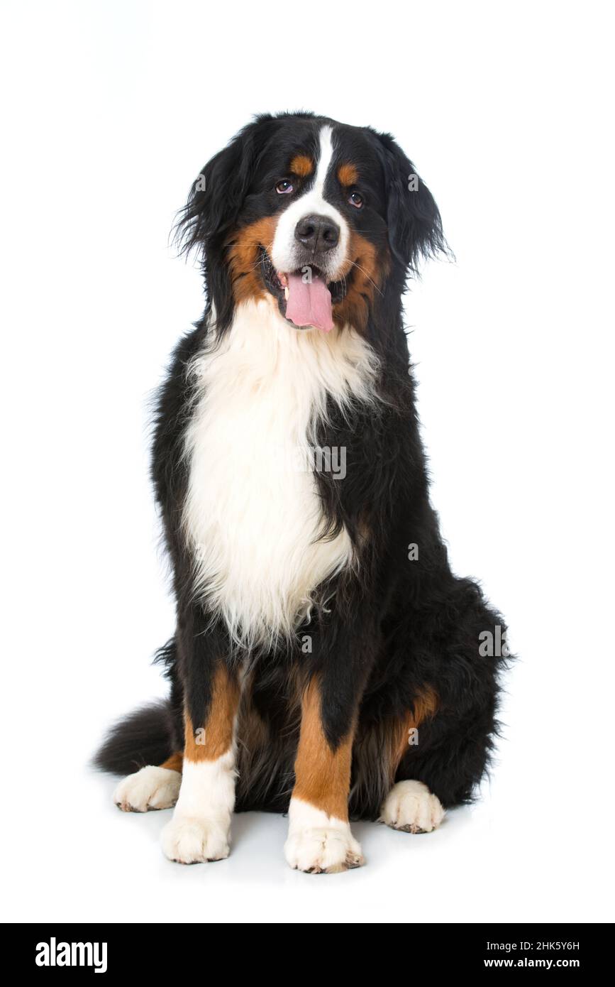 Bernese mountain dog isolated on white background Stock Photo - Alamy