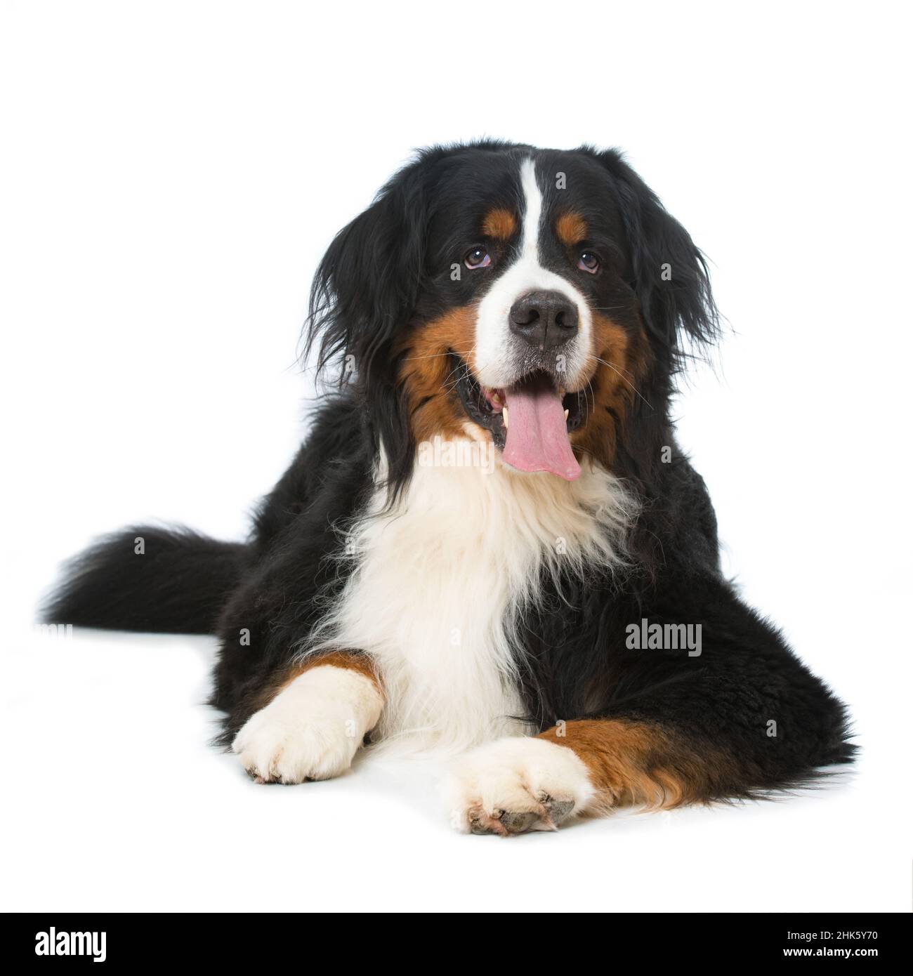 Bernese mountain dog lying isolated on white background Stock Photo - Alamy