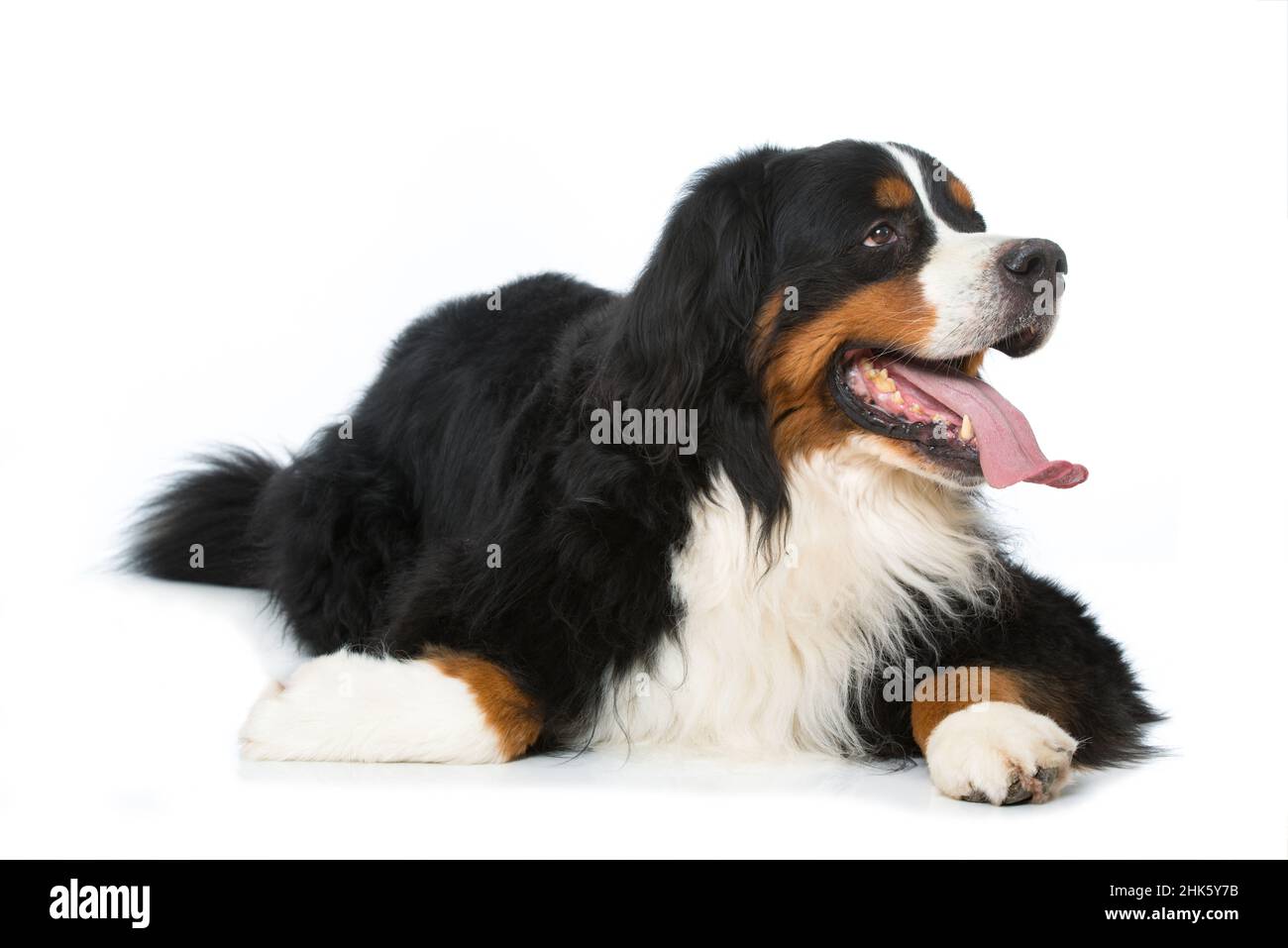 Bernese mountain dog lying isolated on white background Stock Photo - Alamy
