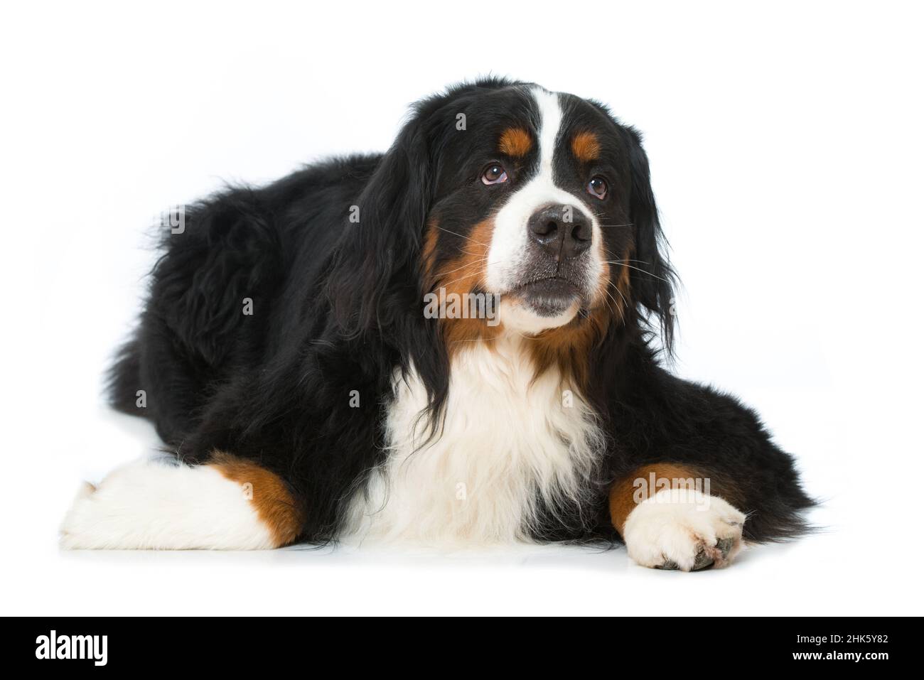 Bernese mountain dog lying isolated on white background Stock Photo - Alamy