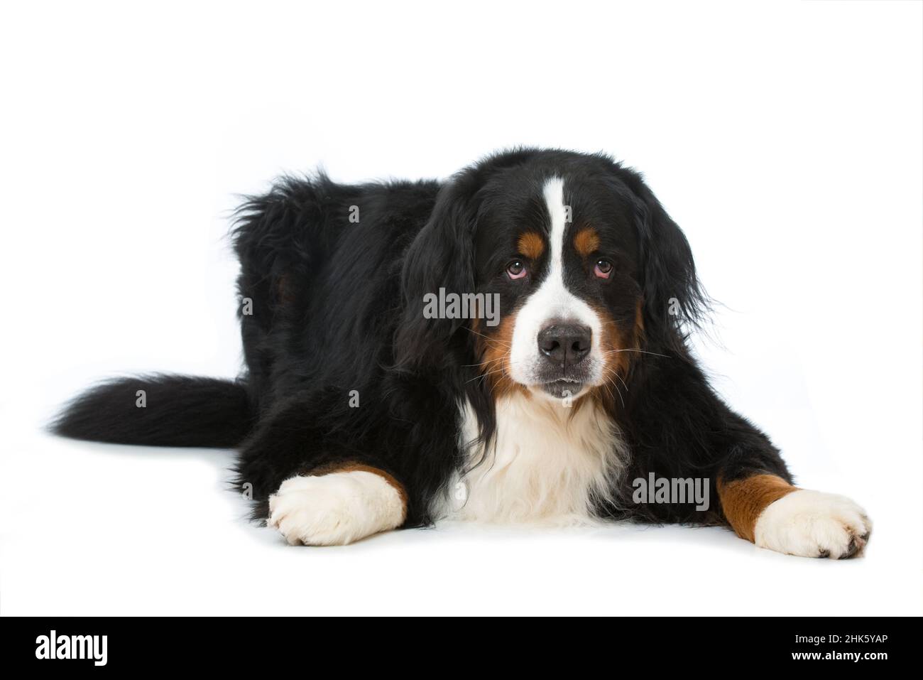 Bernese mountain dog lying isolated on white background Stock Photo - Alamy