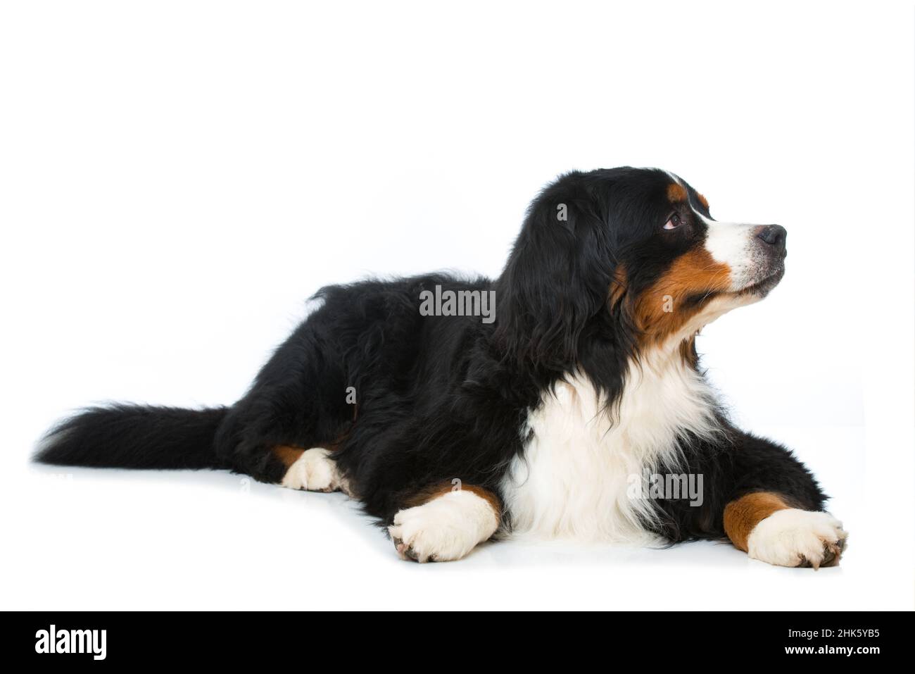 Bernese mountain dog lying isolated on white background Stock Photo - Alamy