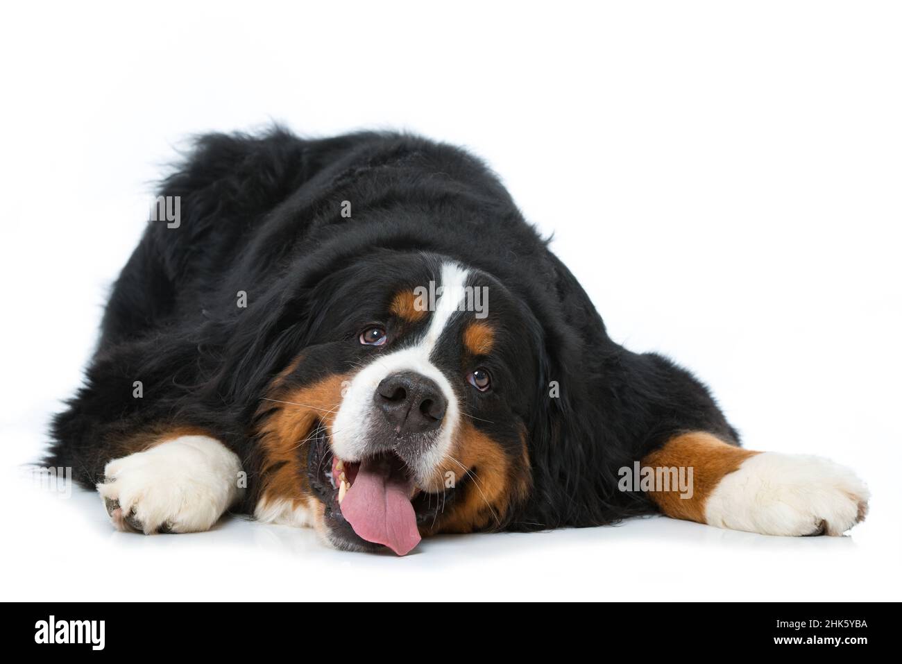 Bernese mountain dog lying isolated on white background Stock Photo - Alamy
