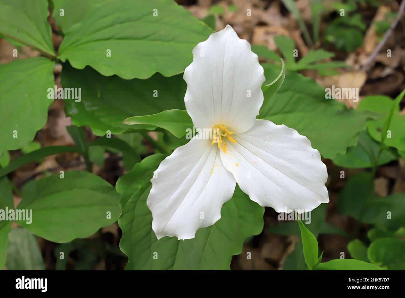 Beautiful white, three petaled trillium found growing in the springtime woods. Stock Photo