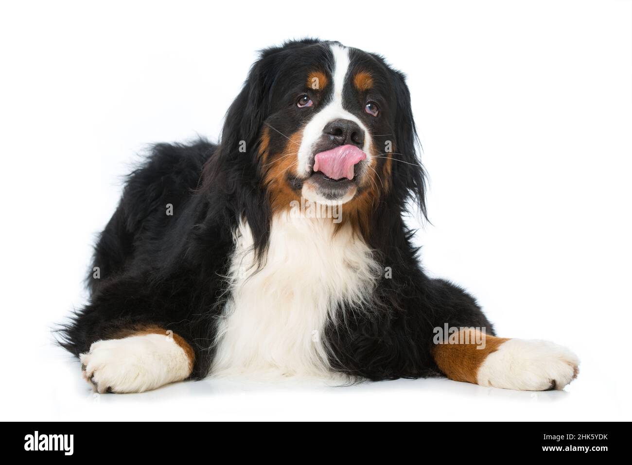 Bernese mountain dog lying isolated on white background Stock Photo - Alamy