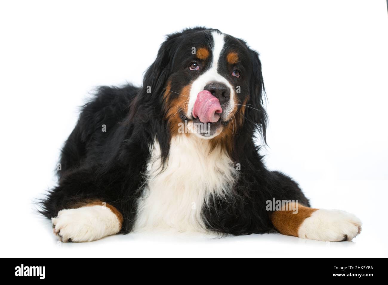 Bernese mountain dog lying isolated on white background Stock Photo - Alamy