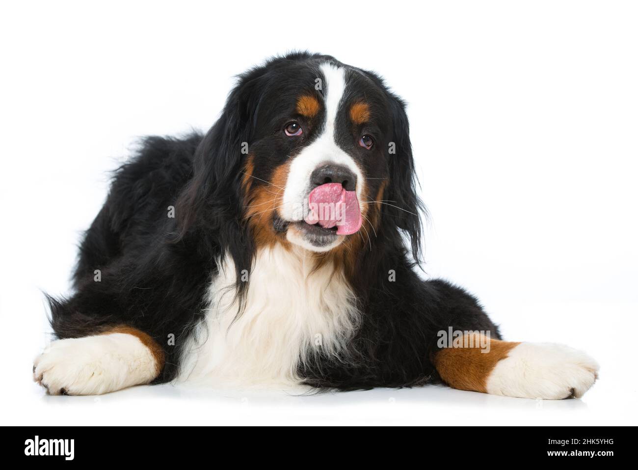 Bernese mountain dog lying isolated on white background Stock Photo - Alamy