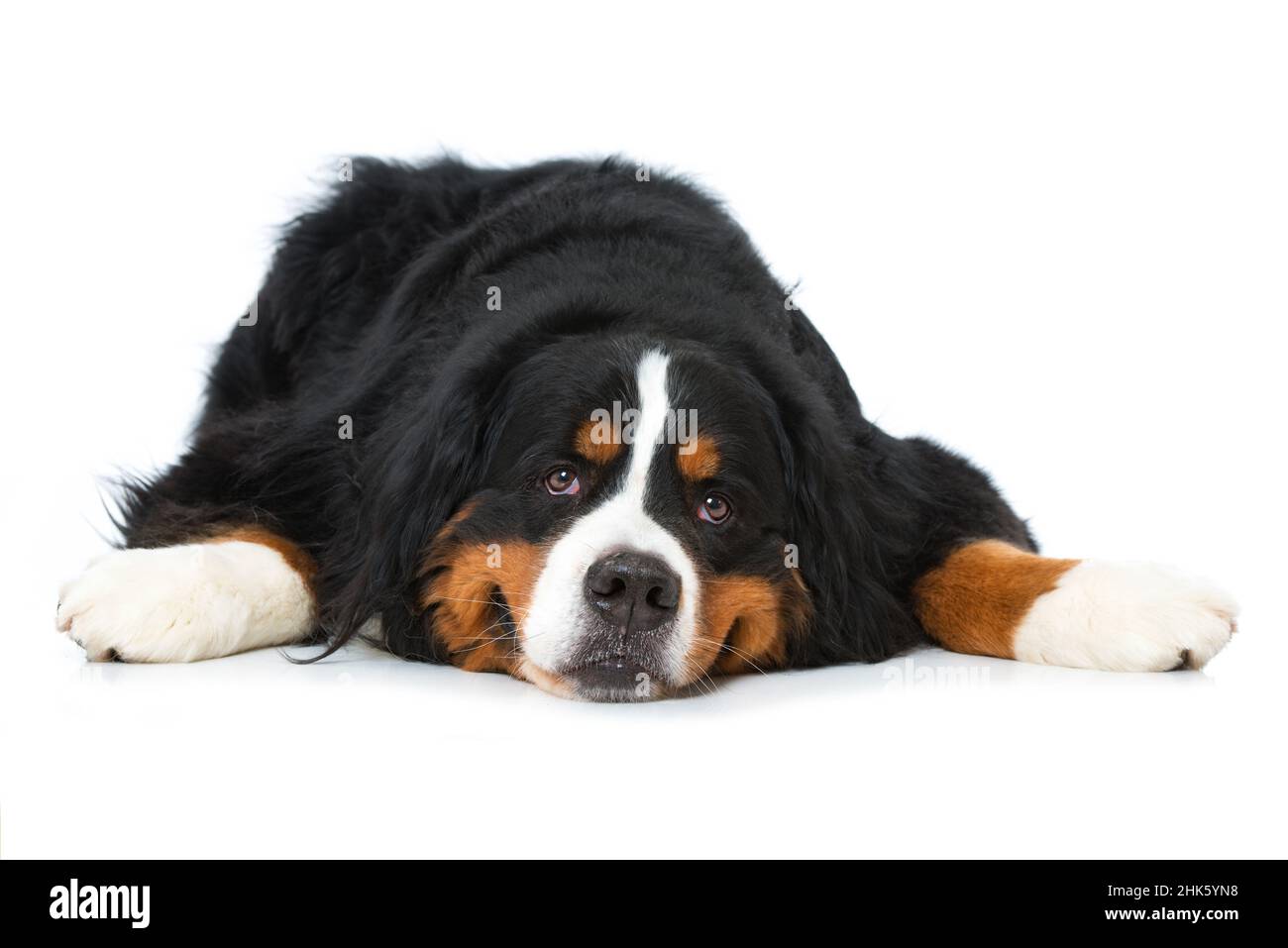 Bernese mountain dog lying isolated on white background Stock Photo - Alamy