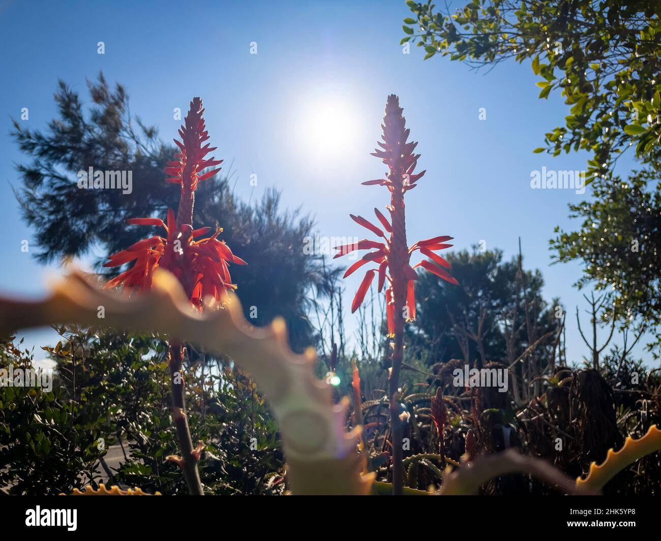 Aloe vera, called Aloe, Acibar or Barbados aloe, is a succulent species ...