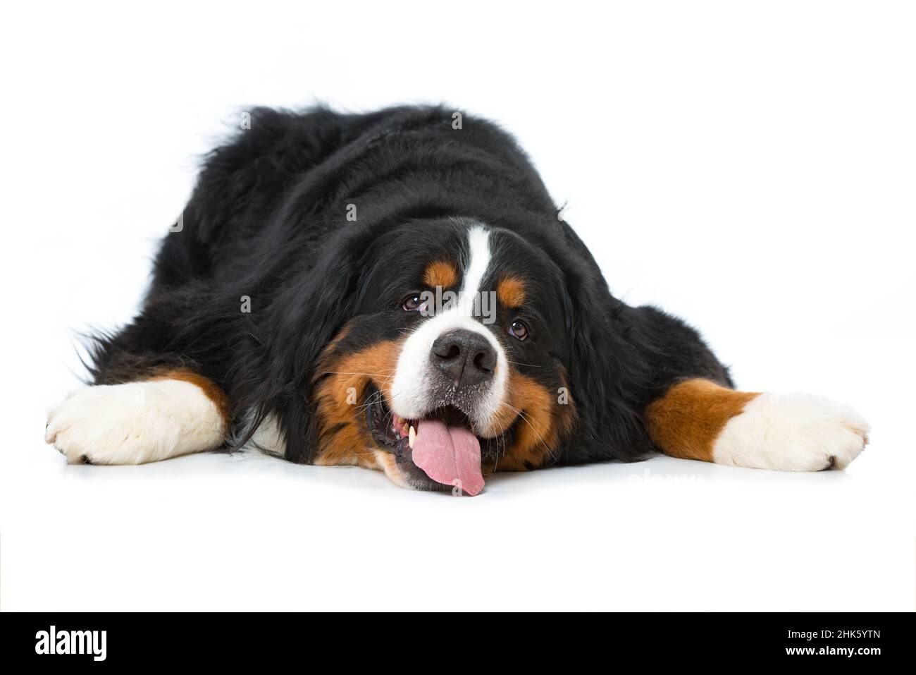 Bernese mountain dog lying isolated on white background Stock Photo - Alamy
