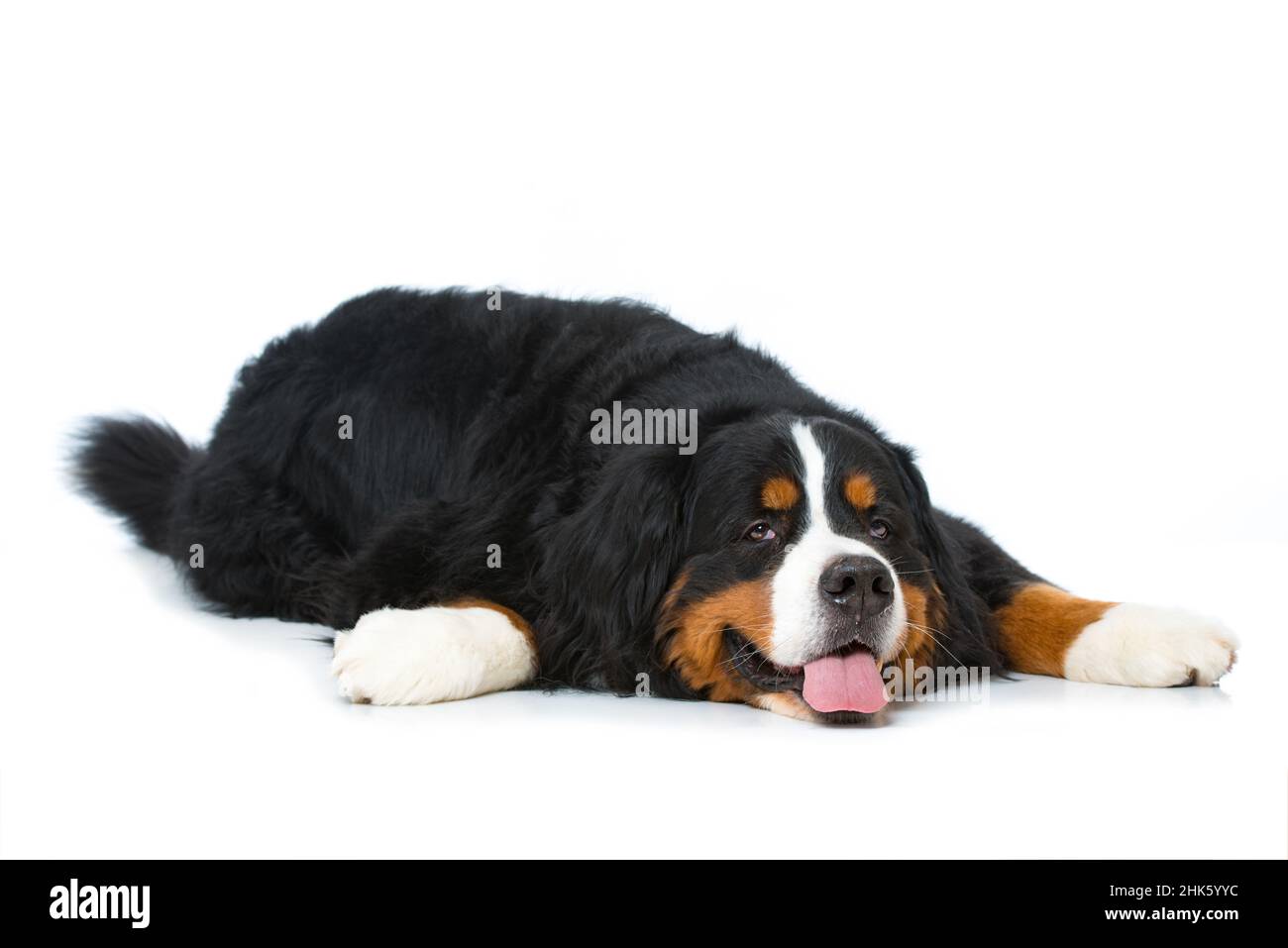 Bernese mountain dog lying isolated on white background Stock Photo - Alamy