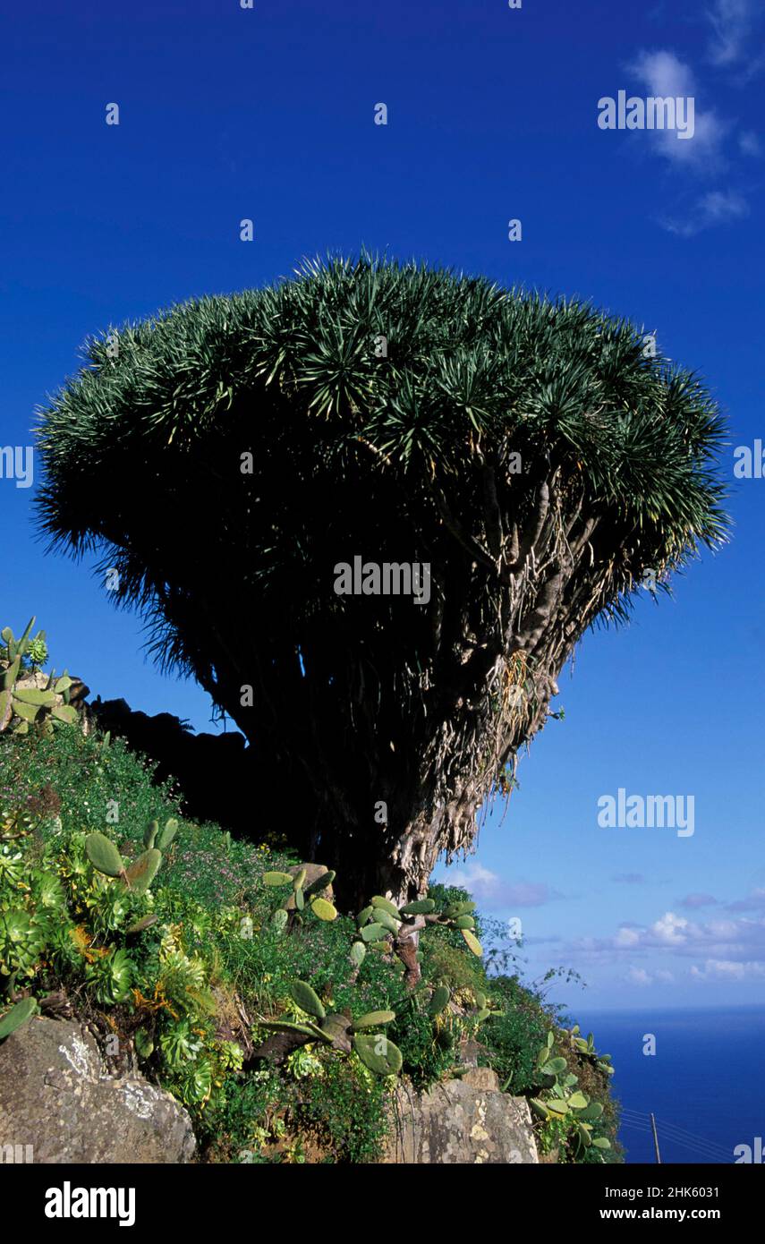 Drago tree in El Tablado, Canary Islands, La Palma, Spain, Europe Stock Photo