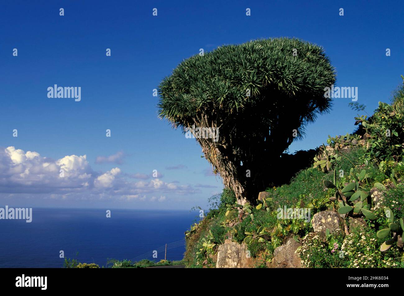 Drago tree in El Tablado, Canary Islands, La Palma, Spain, Europe Stock Photo