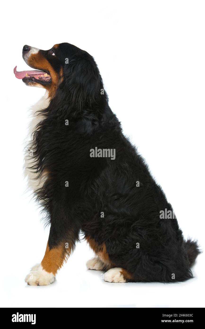 Bernese mountain dog isolated on white background Stock Photo - Alamy