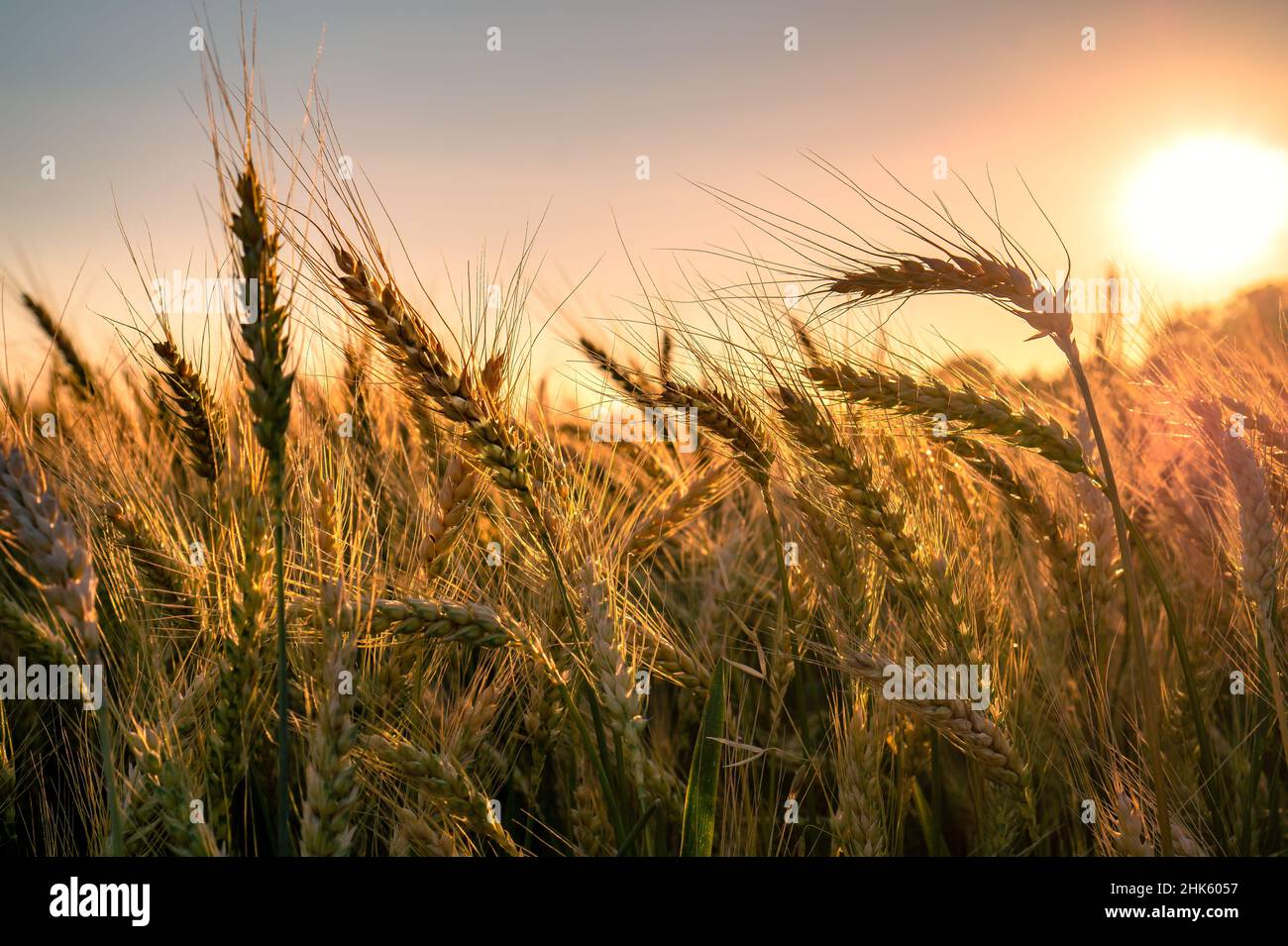 Wheat field. Close up of golden wheat ears. Beautiful rural Nature Sunset Landscape. Background of ripening ears of wheat field. Rich Harvest Concept Stock Photo