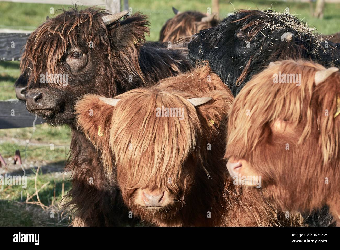 Group of young Highland cattle (Bos taurus) cow calves close together on the farm Stock Photo
