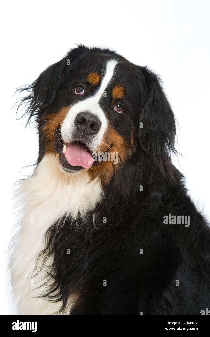 Bernese mountain dog isolated on white background Stock Photo - Alamy