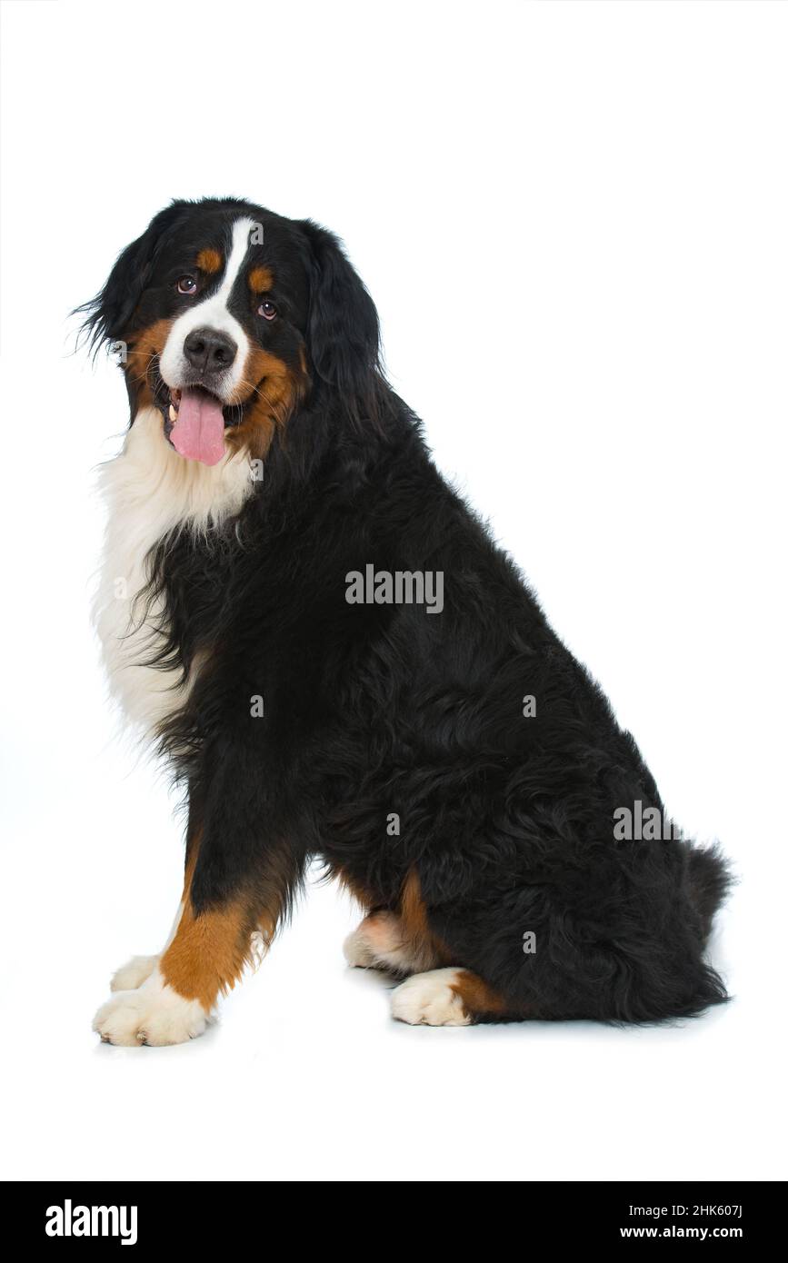 Bernese mountain dog isolated on white background Stock Photo - Alamy