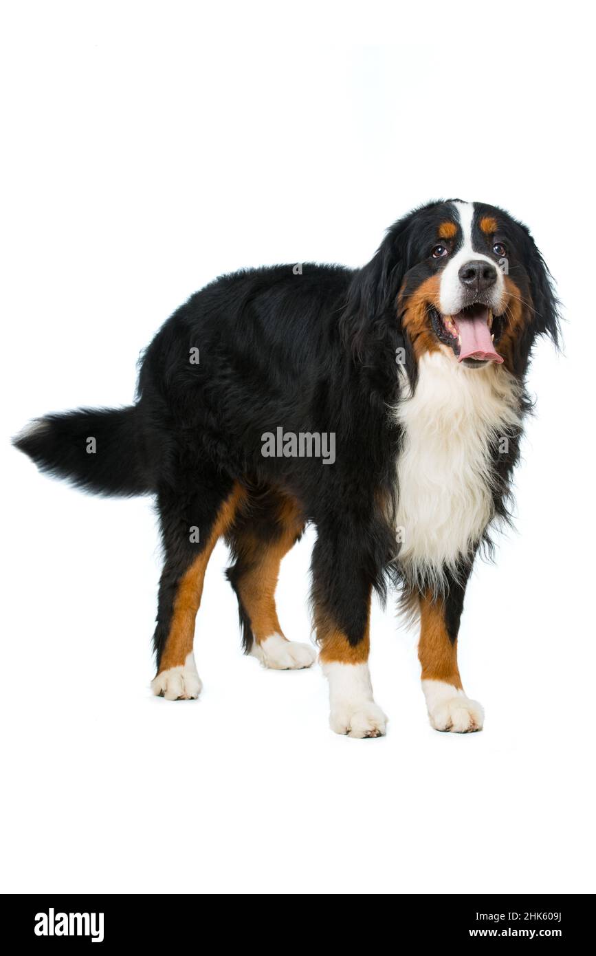Bernese mountain dog isolated on white background Stock Photo - Alamy