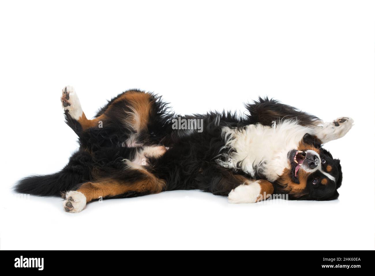 Bernese mountain dog lying isolated on white background Stock Photo - Alamy