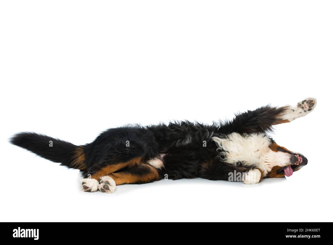 Bernese mountain dog lying isolated on white background Stock Photo - Alamy