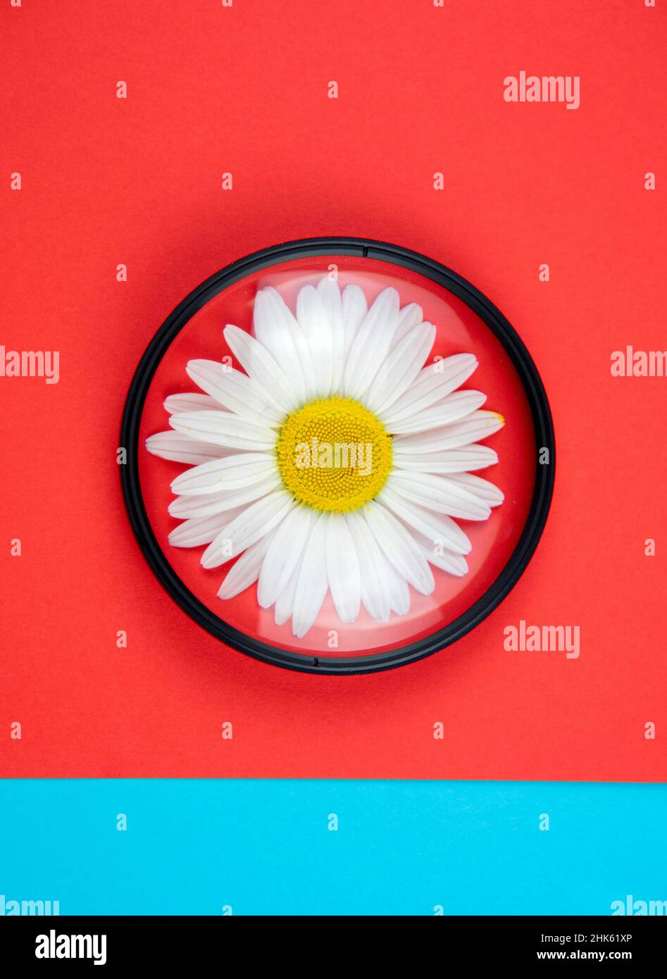 One chamomile flower lies under a magnifying lens on a colored red-blue background Stock Photo