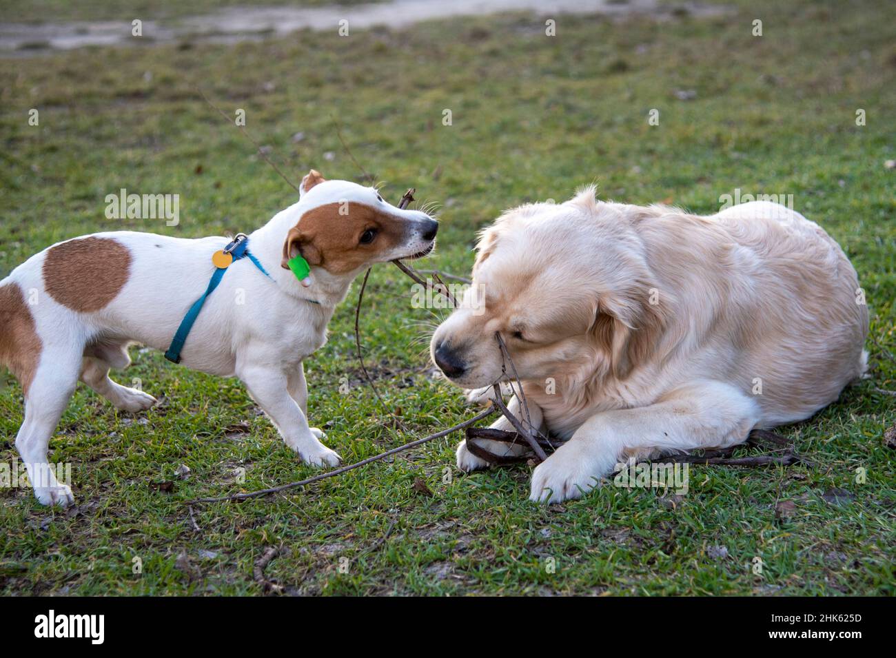 Dogs Jack Russell Terrier and Golden Retriever play with a wooden stick