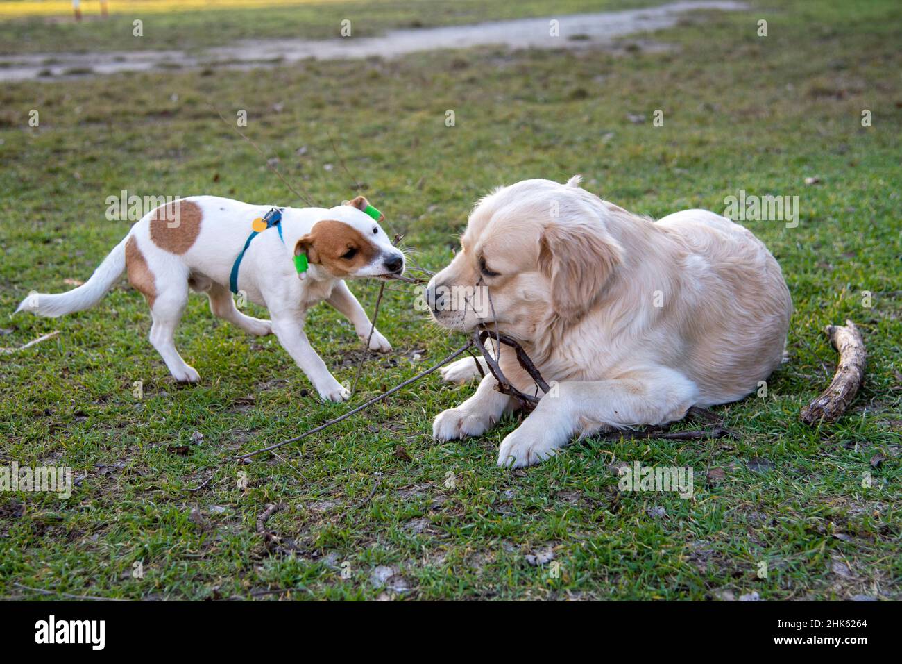Dogs Jack Russell Terrier and Golden Retriever play with a wooden stick