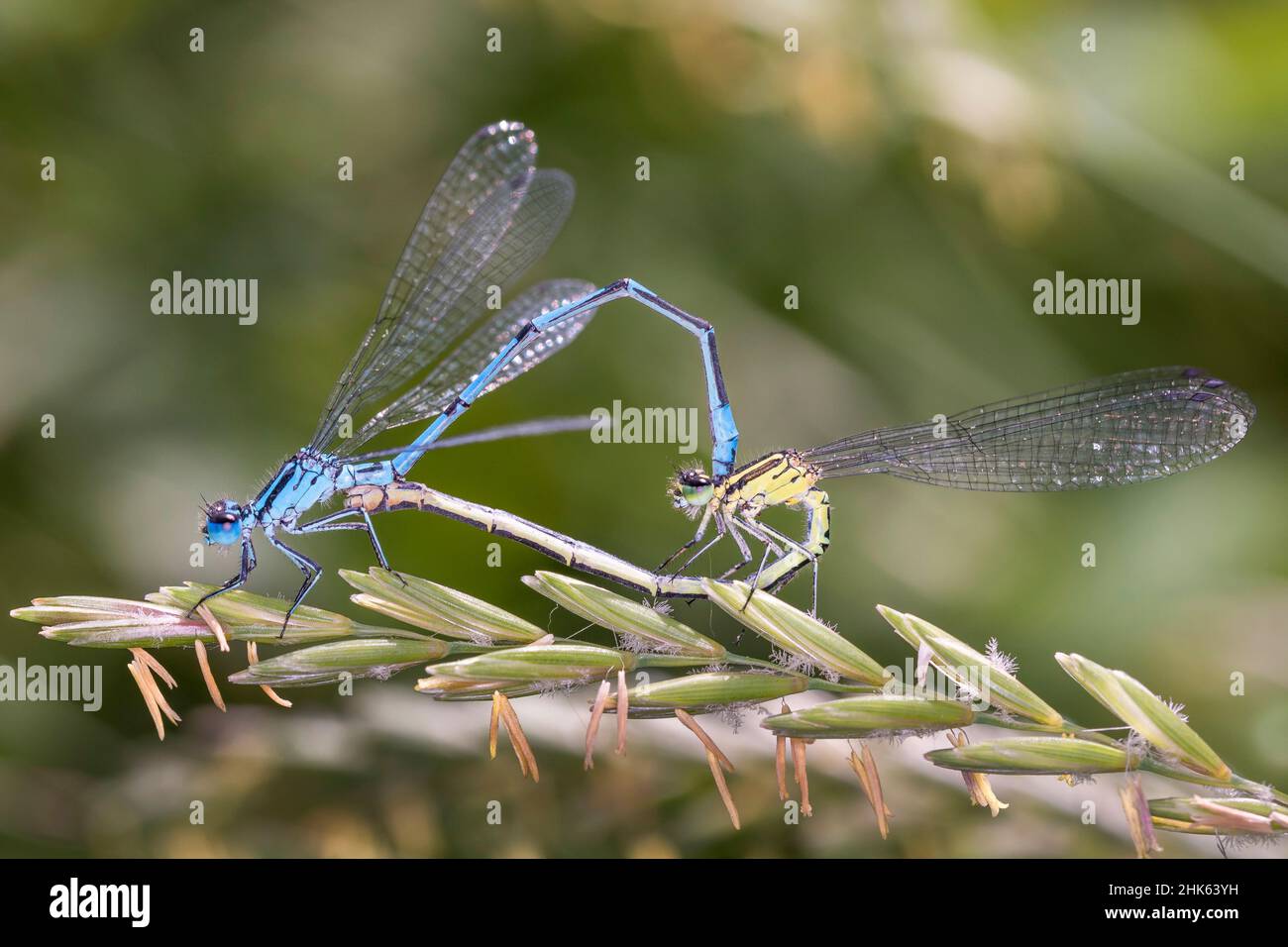 A Pair Of Azure Damselfly - Coenagrion Puella During Mating In Their ...