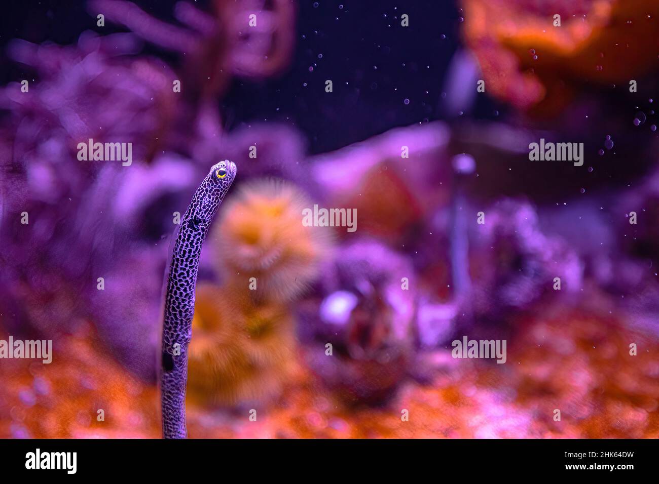 Spotted garden eel of aquarium with anemone in coral reef. Heteroconger hassi species of family Congridae living in Indo-Pacific seas, from Red Sea to Stock Photo